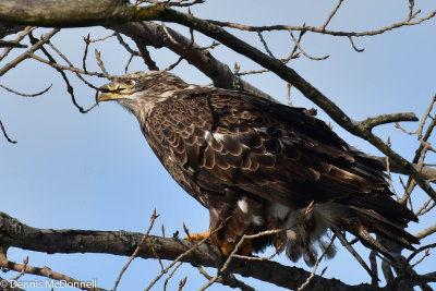 DSC_8005.jpg