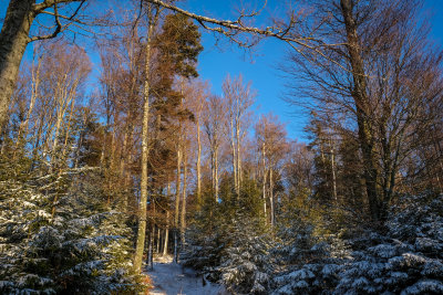 la forêt de Grendelbruch en hiver - 2