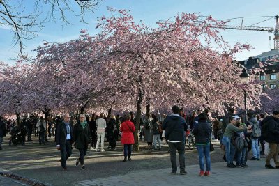 Cherry blossoms in Kungstradgarden - 6400
