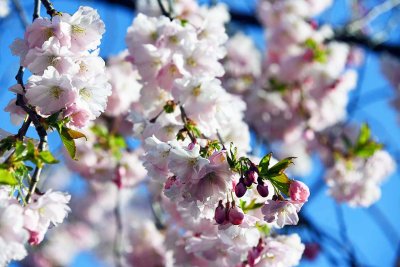 Cherry blossoms in Kungstradgarden - 6415