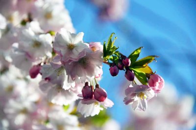 Cherry blossoms in Kungstradgarden - 6419