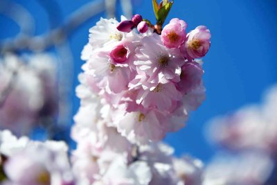 Cherry blossoms in Kungstradgarden - 6423