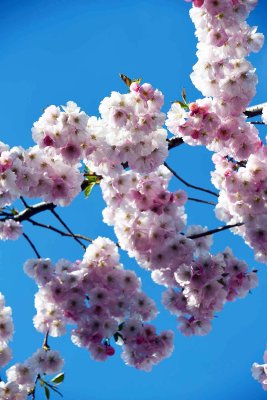 Cherry blossoms in Kungstradgarden - 6429