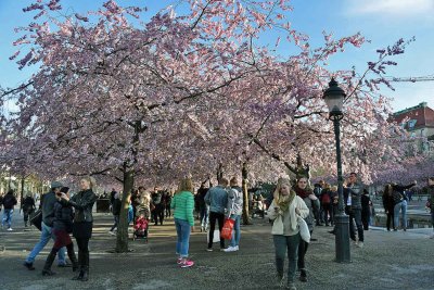 Cherry blossoms in Kungstradgarden - 6435