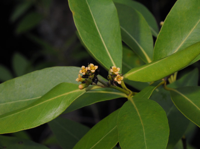 Avicennia marina. Close.