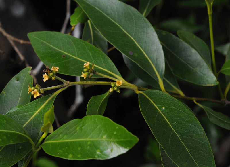 Avicennia marina. Closer.