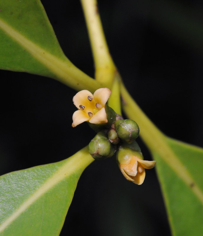 Avicennia marina. Close-up.