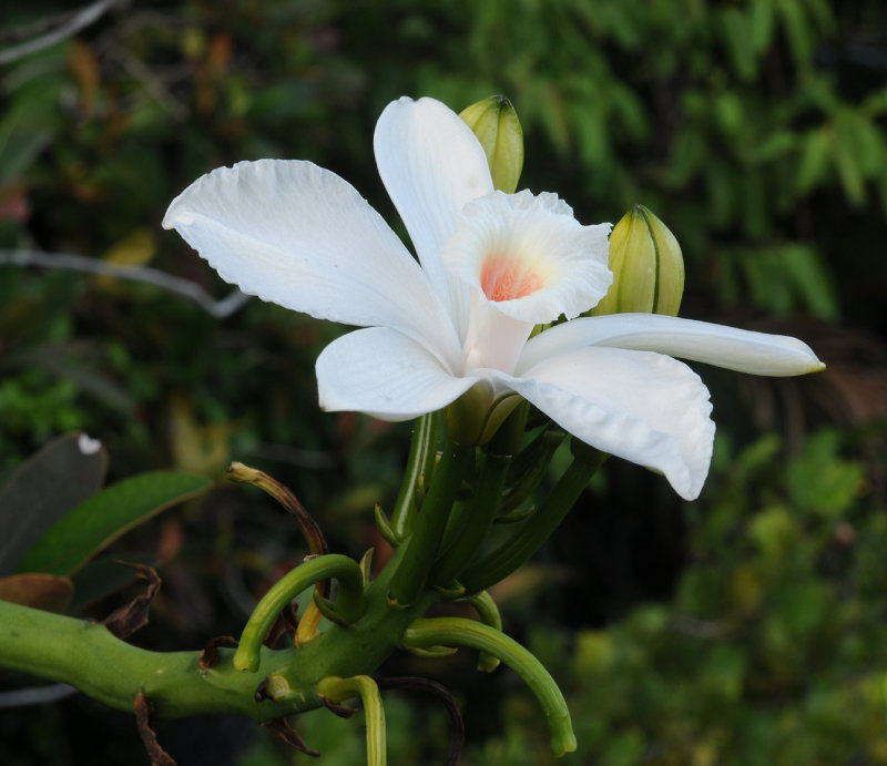 Vanilla_phalaenopsis._Close.jpg