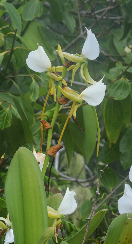 Angraecum eburneum. Closer.