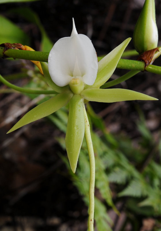 Angraecum eburneum. Close-up.