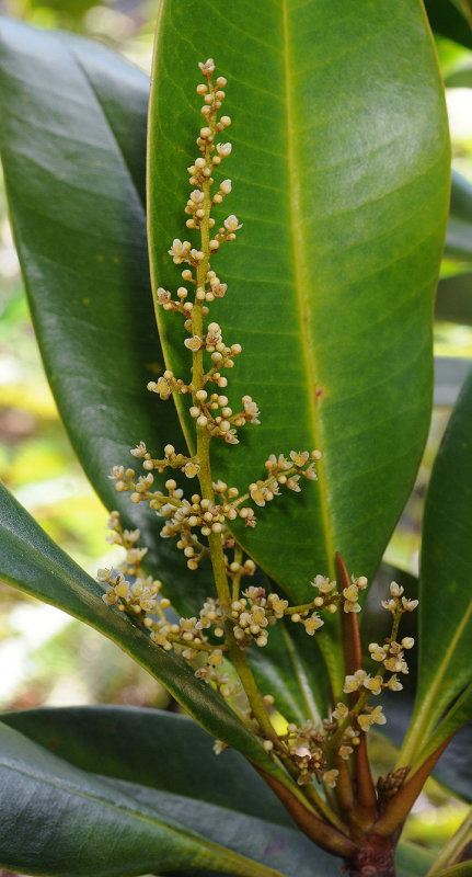Campnosperma seychellarum. Closer.