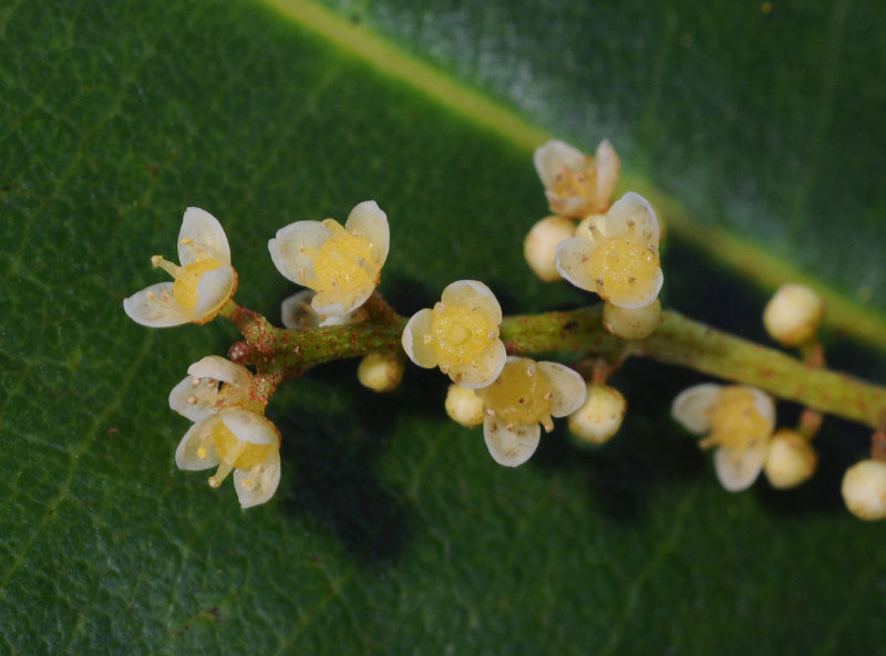 Campnosperma seychellarum. Close-up.