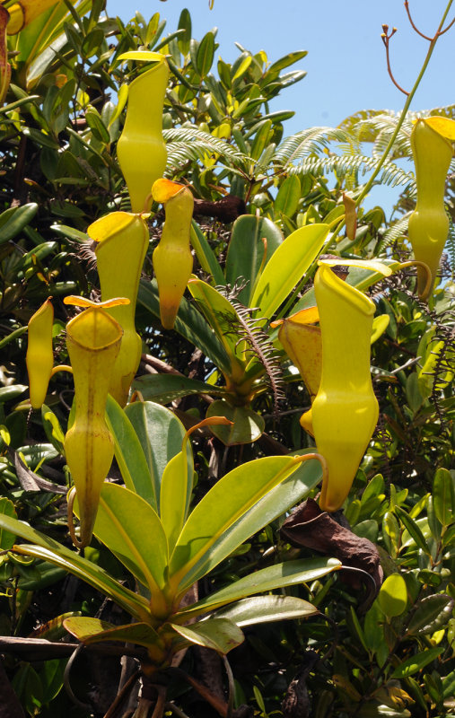 Nepenthes_pervillei._Closer.jpg