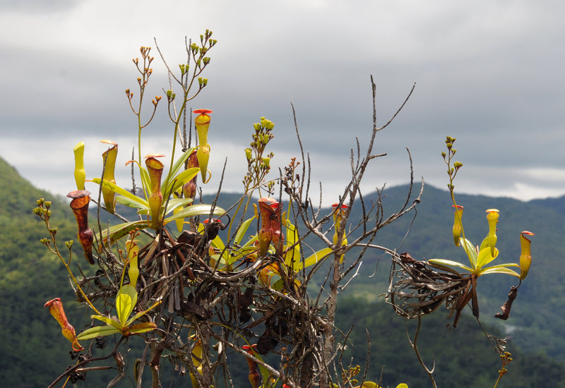 Nepenthes_pervillei.jpg