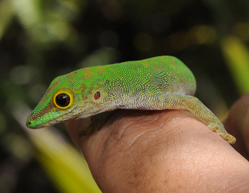 Phelsuma.3.jpg