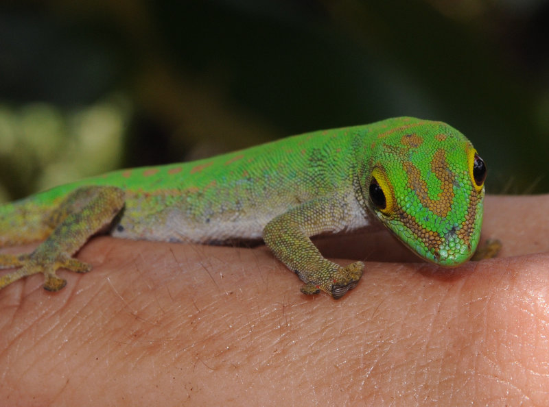 Phelsuma.6.jpg