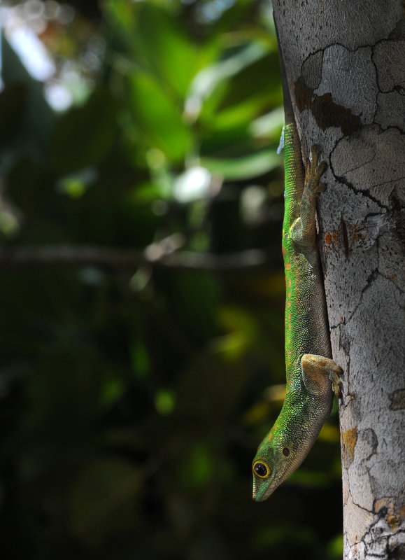 Phelsuma.jpg