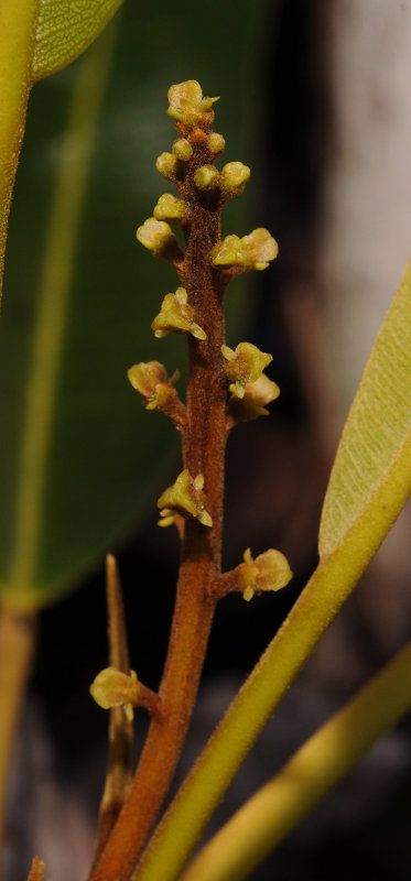Soulamea terminalioides. Female flowers close-up.