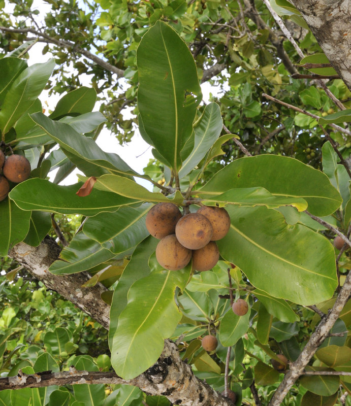 Calophyllum inophyllum. Fruits