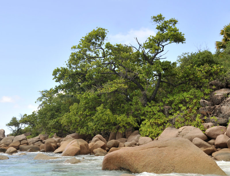 Calophyllum inophyllum