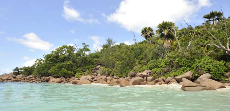 Lodoicea maldivica 