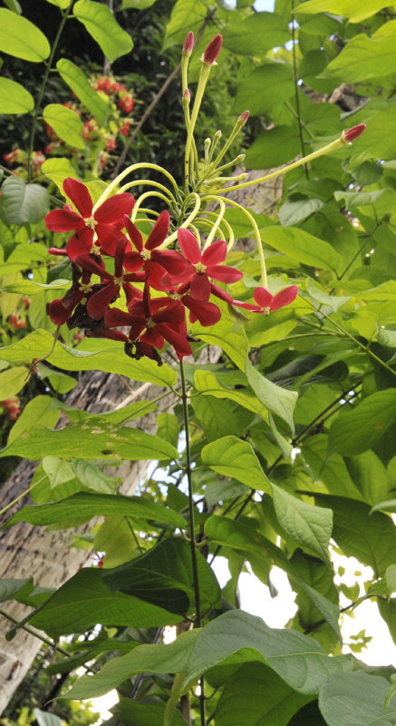 Combretum indicum