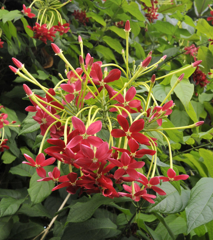 Combretum indicum. Closer