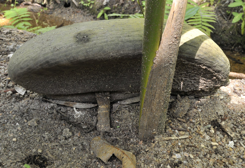 Coco_de_mer_germinating._Closeup.jpg