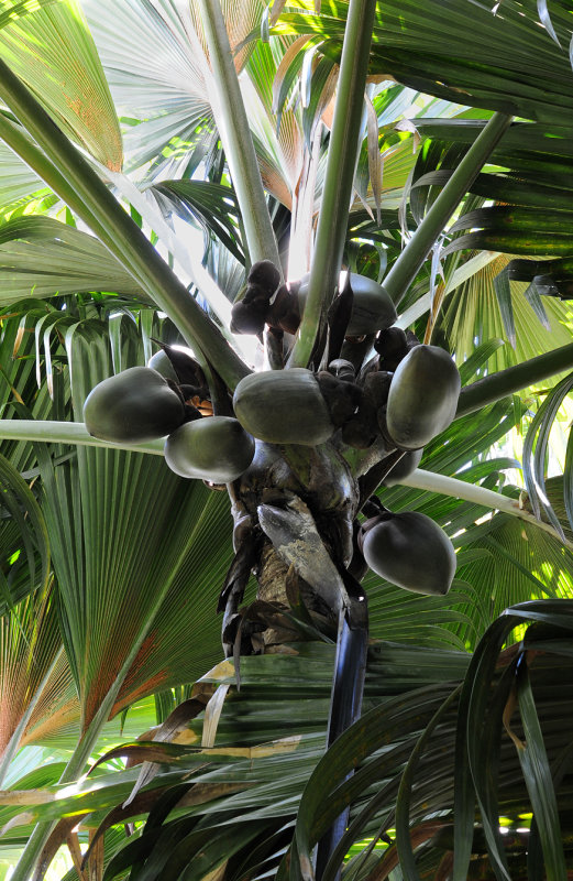 Lodoicea_maldivica_fruits.jpg