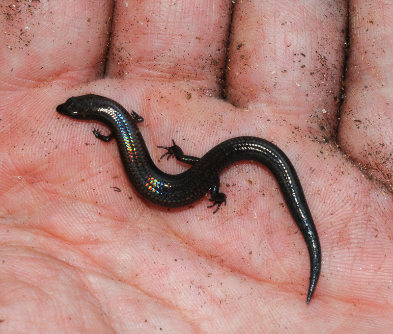 Pamelaescincus_gardineri.2.jpg