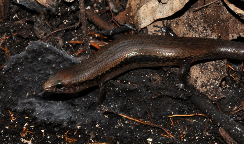 Pamelaescincus_gardineri.jpg
