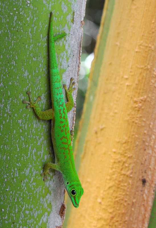 Phelsuma_astriata_semicarinata.3.jpg