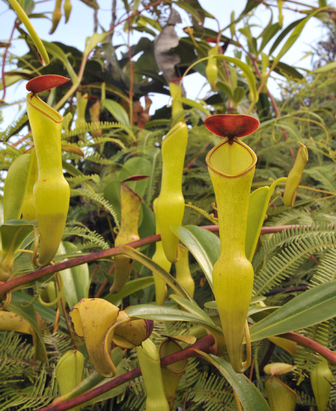 Nepenthes_pervillei._Closer.2.jpg