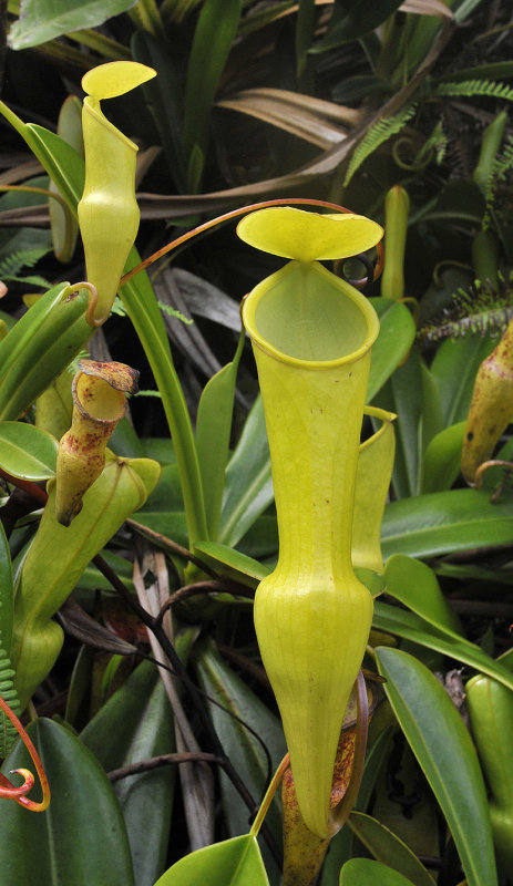 Nepenthes_pervillei._Closeup_pitcher.2.jpg