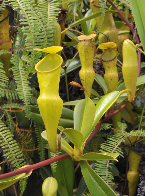 Nepenthes_pervillei._Closeup_pitcher.jpg
