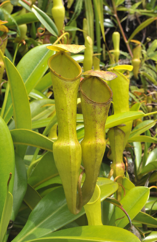 Nepenthes_pervillei._Closeup_pitchers.jpg