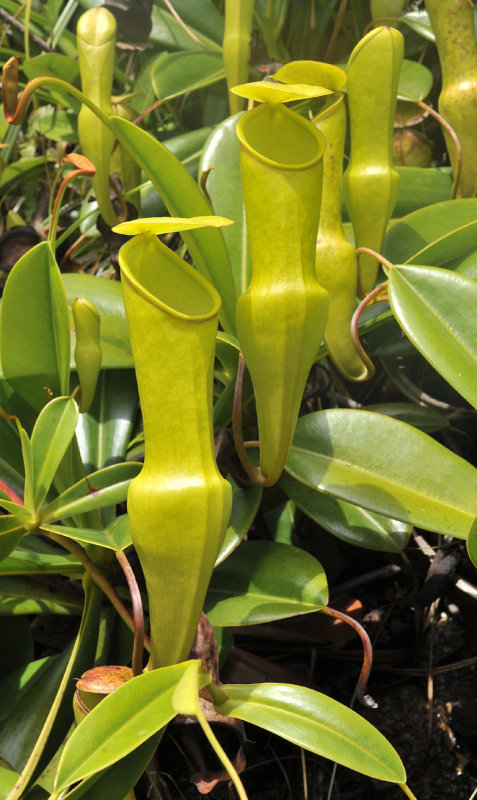 Nepenthes_pervillei._Closeup_pitchers.2.jpg