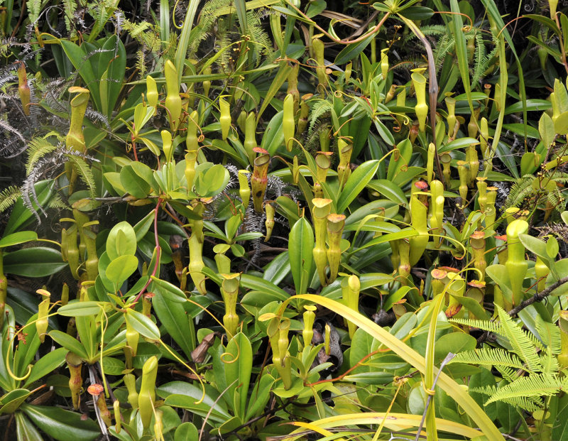 Nepenthes_pervillei.3.jpg