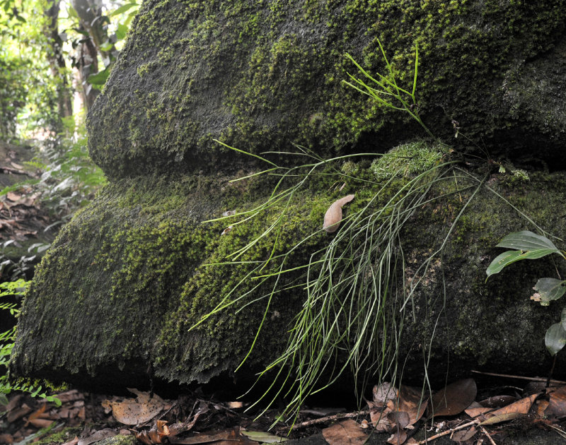 Psilotum_nudum.jpg