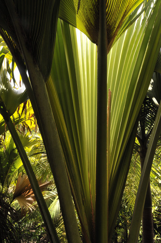 Lodoicea_maldivica_close_up_of_a_young_plant.jpg