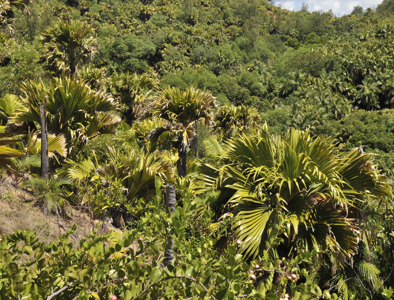 Lodoicea_maldivica.5.jpg
