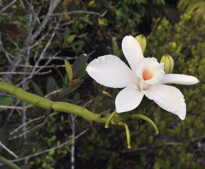 Vanilla_phalaenopsis._Closeup.3.jpg