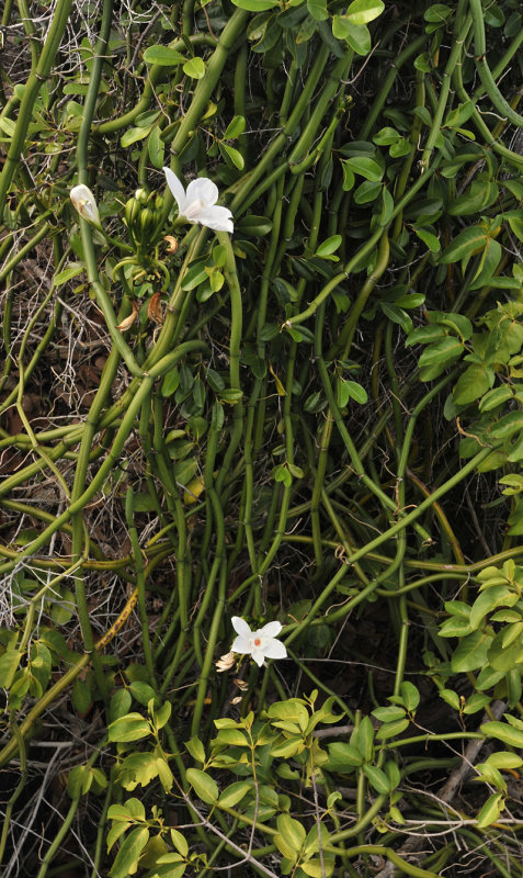 Vanilla_phalaenopsis.3.jpg