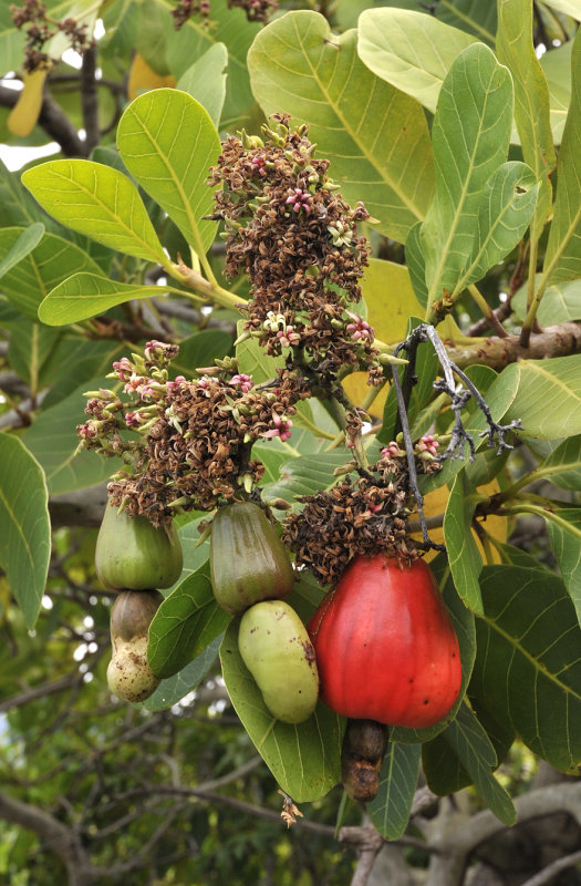 Anacardium_occidentale.jpg