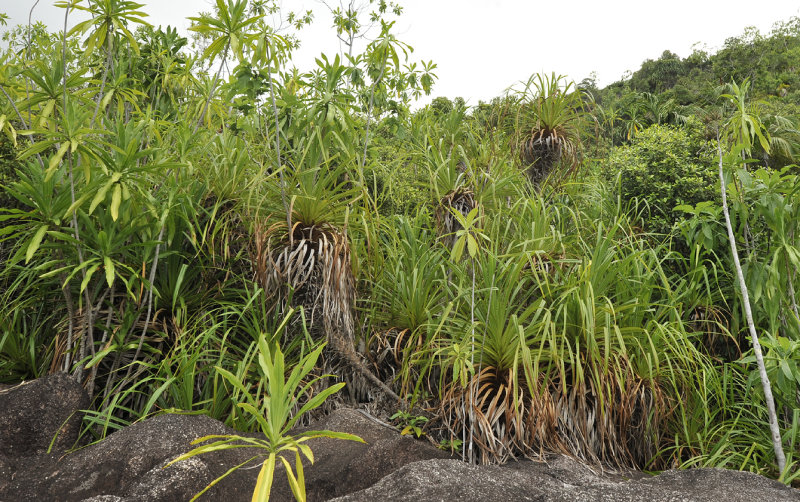 Pandanus multispicatus