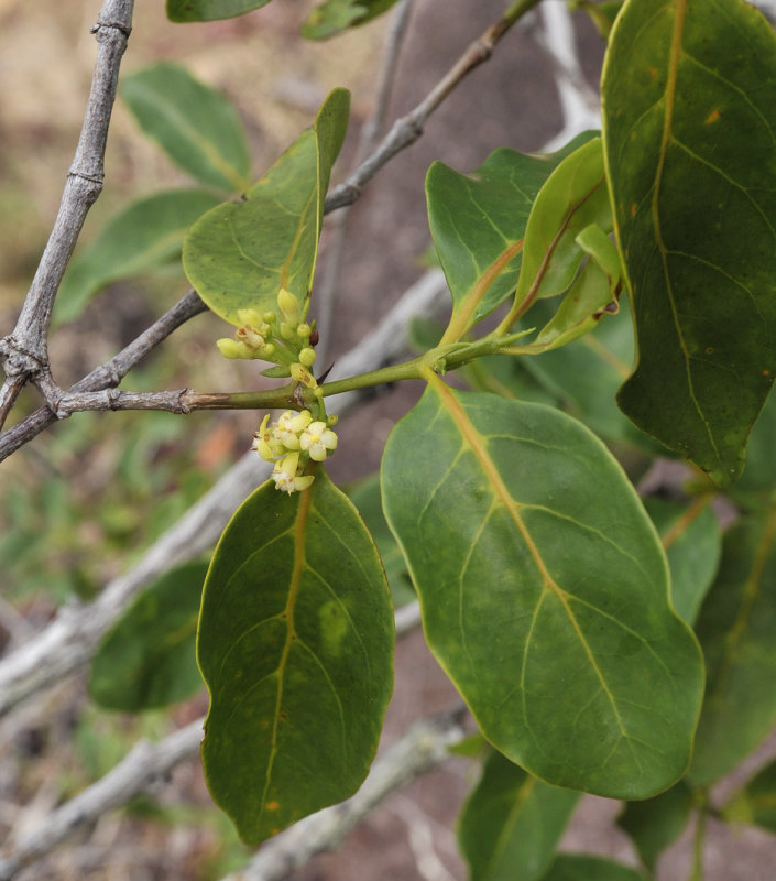 Pyrostria bibracteata
