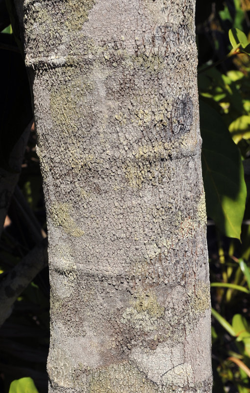 Syzygium_wrightii._Bark_3.jpg