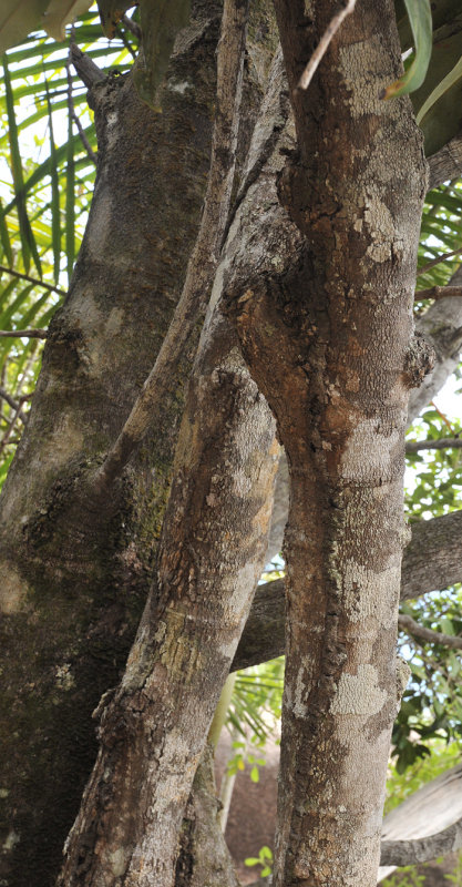 Syzygium_wrightii._Bark.jpg