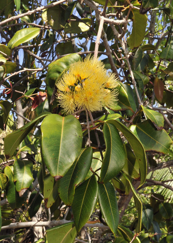 Syzygium_wrightii._Closer.3.jpg