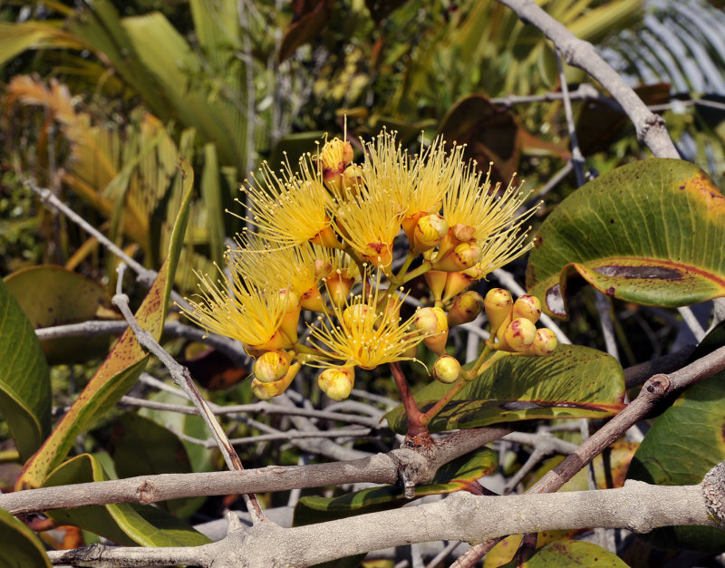 Syzygium_wrightii._Closer.jpg